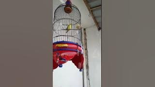 Pleci tembakan mematikan