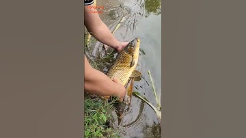 NGƯỜI ĐÀN ÔNG PHÓNG SINH CON CÁ CHÉP CHỬA #TRENDING #ANIMALS #CUTE