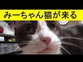 家猫のみーちゃん、よくベッドの上にきて背を向けて座る…触ると綿棒のある所まで移動して綿棒と俺を交互に見つめてくる