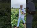 Like farmerlife creative farmerstories youtuber farminglife youtubeshorts farmer