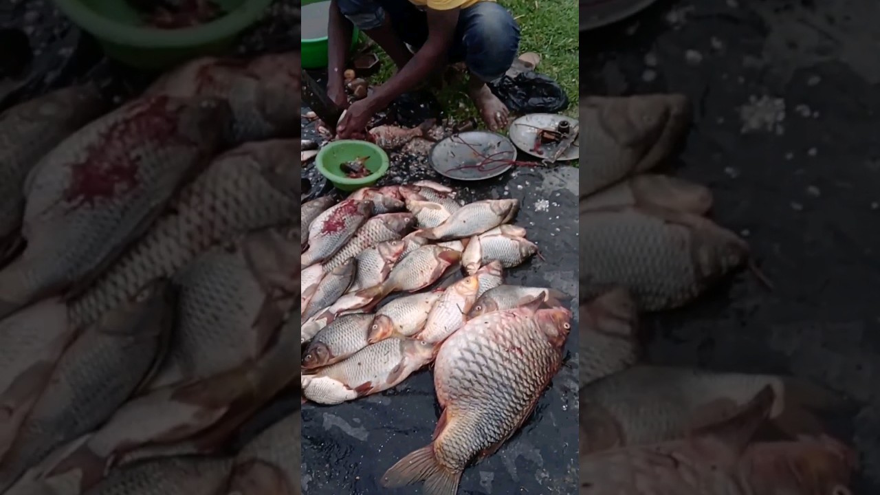 7 kg common carp fish 
