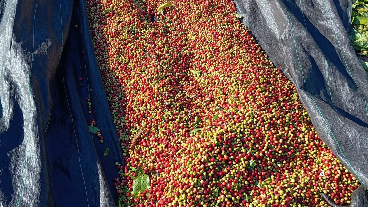 Colhendo Café Clone 08 de Rondônia com Meu Filho.safra 2025