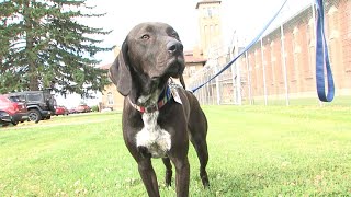Pendleton Correctional Facility gets new staff wellness dog