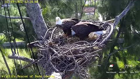 Dade County Nest - Ron and His New Partner, Rose -...