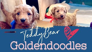 TeddyBear Goldendoodles || Charmin’s mini & Parker’s Pocket || Singleton Puppies || #goldendoodles  screenshot 4