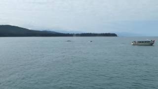 P1080667 Whale pod, Juneau, Alaska 8/1/16