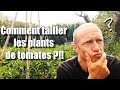 Comment TAILLER les plants de tomates [Tuto] ?