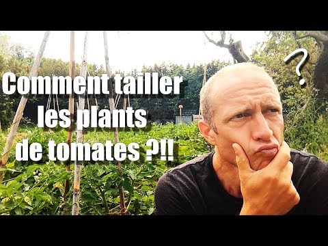 Vidéo: Pouvez-vous tailler les plants de tomates ?