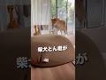 柴犬とん君が大好きだったyogiboがついに! #柴犬 #柴犬とん