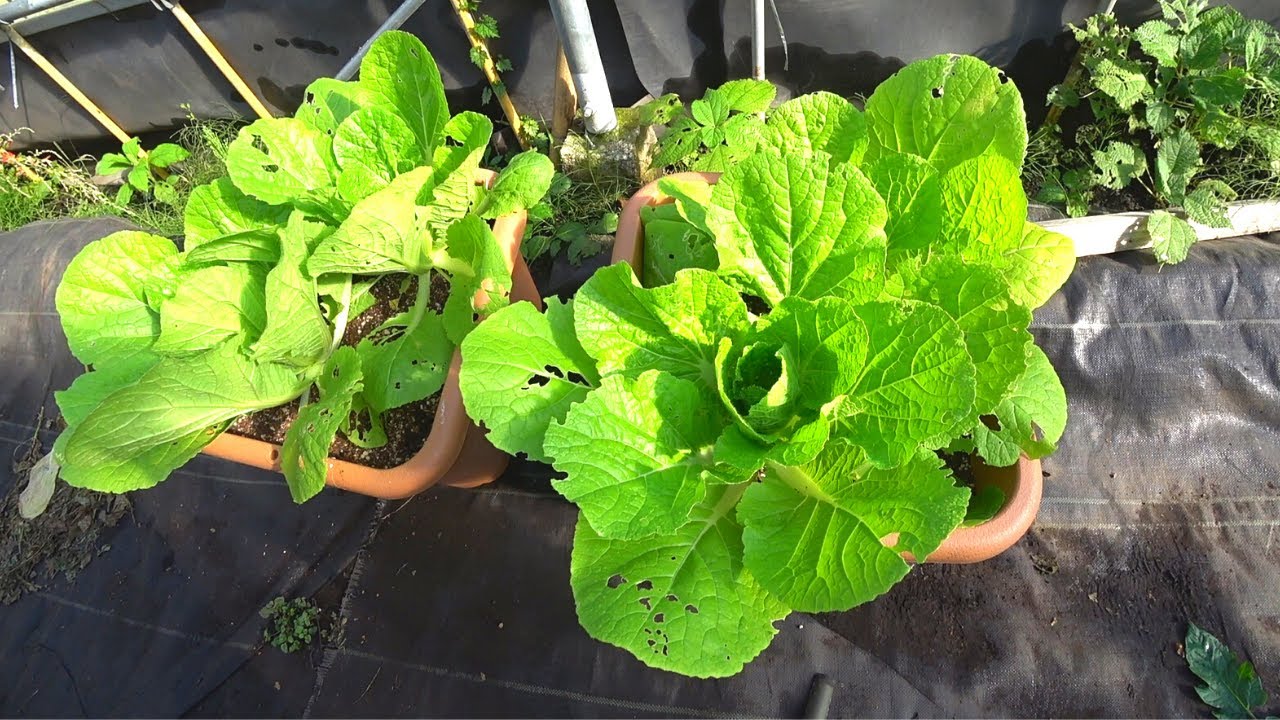 白菜の育て方 追肥 プランタ栽培 Youtube