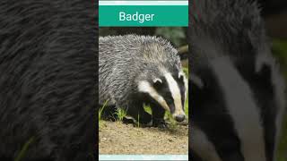 Listen To The Fascinating Sounds Of A Badger