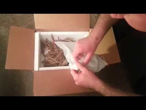 Opening Shipment of Ball Pythons: Spider Het Albino & Kinked Female