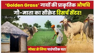 20 लीटर दूध वाली देसी गाय क्या खाती है? 👌 जादुई घास – रेगिस्तान का अमृत 👍