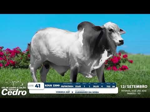 Lote 41   RJUS 2390