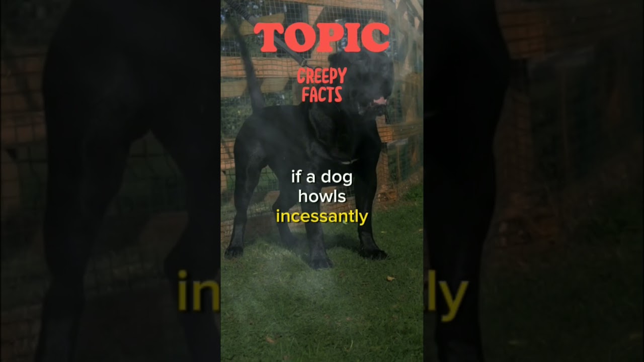 Creepy Facts The Dog Howling 