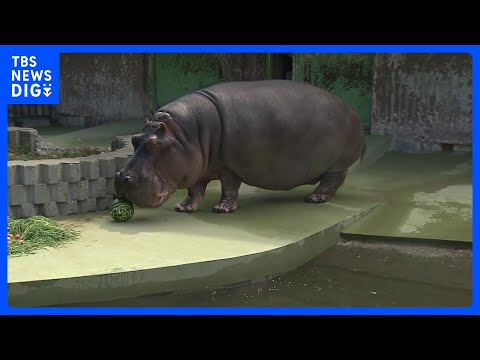 国内最高齢のカバ「ドン」死ぬ　53歳　札幌市円山動物園｜TBS NEWS DIG(2023年6月19日)