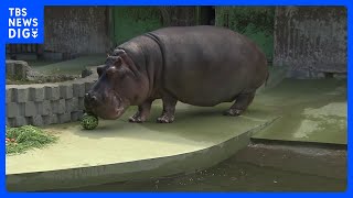 国内最高齢のカバ「ドン」死ぬ　53歳　札幌市円山動物園｜TBS NEWS DIG