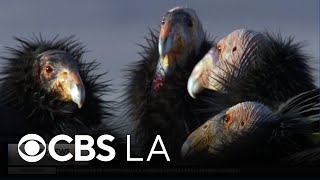 San Diego Zoo continues fight to save rare California Condor population