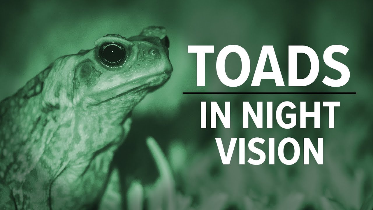 Photographing Nocturnal Wildlife: Cane Toads In NIGHT VISION - YouTube