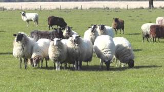 Hijkerveld - Lam Zoekt Moeder