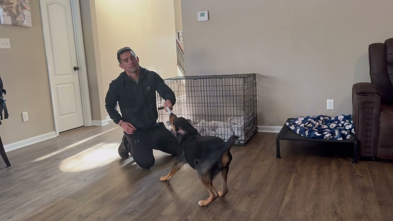 First Play: Building Trust With a Dog Who Didn’t Want to Engage