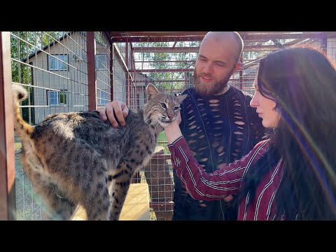 Видео: Pet Scoop: Спасено котенце Bobcat от четка пожар, тигър пълнени животни глупаци офицери