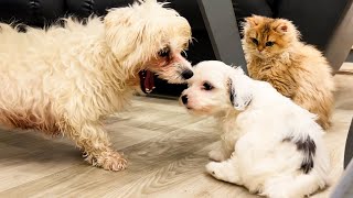 Baby puppy calls his mother dog Nora and demands that she starts feeding them again!