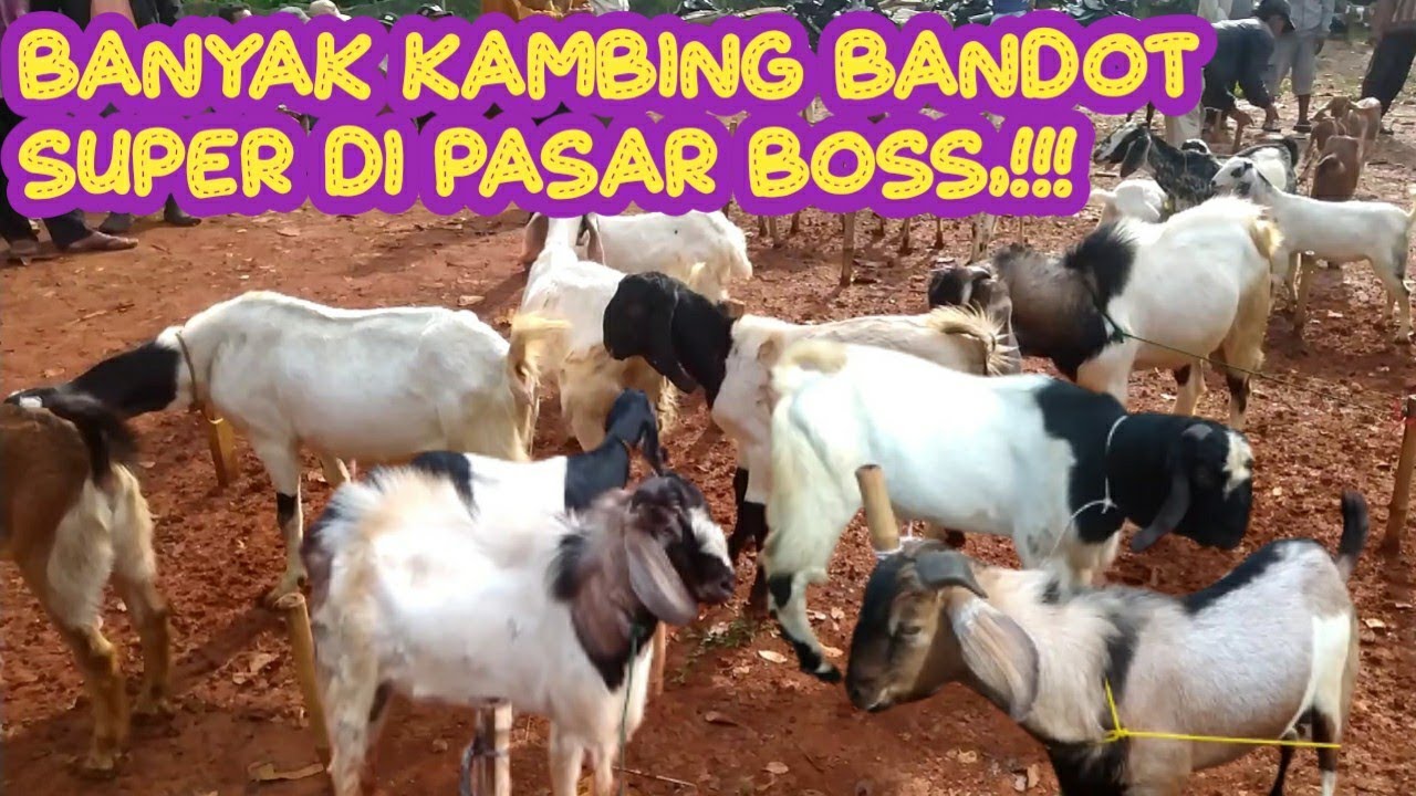 BANYAK KAMBING BANDOT SUPER DI PASAR HARI INI - YouTube
