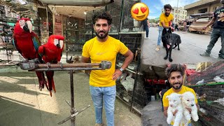 Birds Lene Karachi Pet Market A Gaya 😍