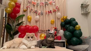 【保護猫ピノとクセ強めパルムくんと一緒に楽しすぎるクリスマスディナー‼初猫ケーキ3度の悲劇つきw】#猫 #保護猫 #クリスマス