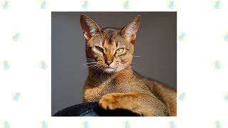 Cat Knowledge: Abyssinian Cat (2/3) Fun Facts & Myths by Realm of the Cat 4 views 2 years ago 7 minutes, 11 seconds