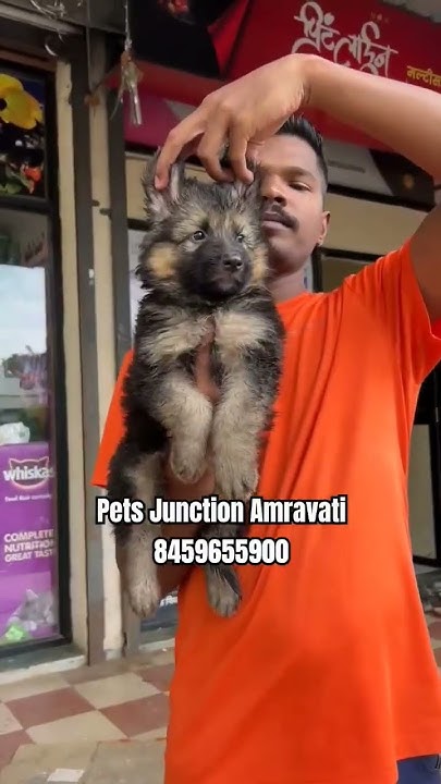 german-shepherd-double-coat-puppy-shorts-trending-dog-gsd