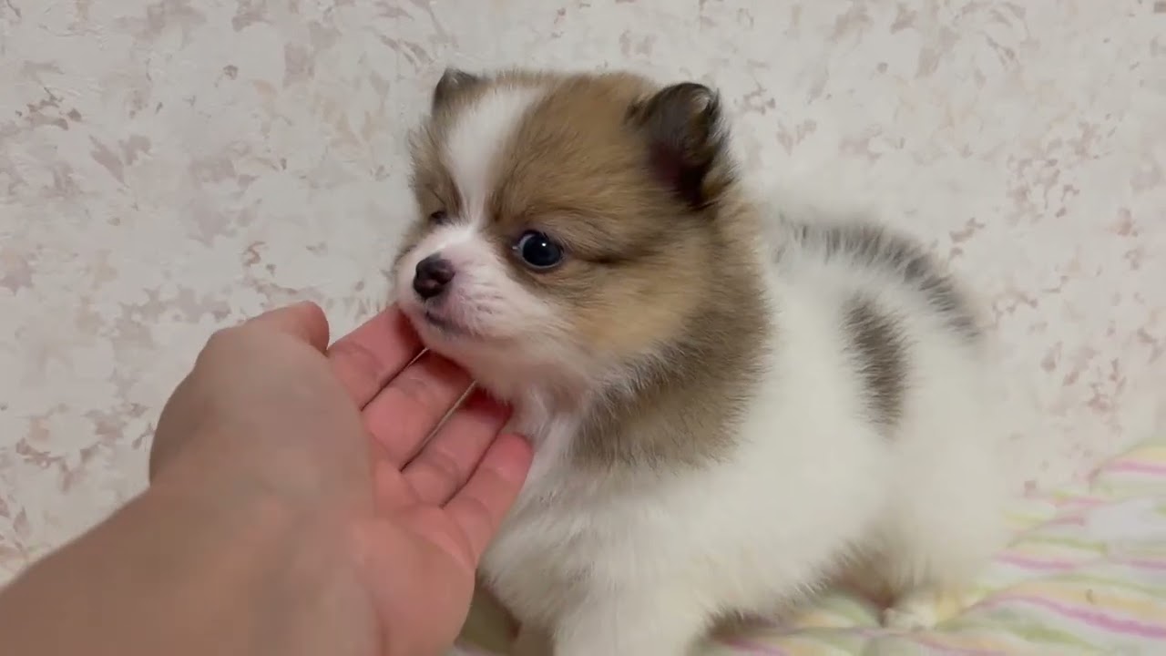 新潟県のミックス ポメチワ ポメラニアン チワワ 女の子 22 03 06生まれ パーティー 子犬id ブリーダーナビ