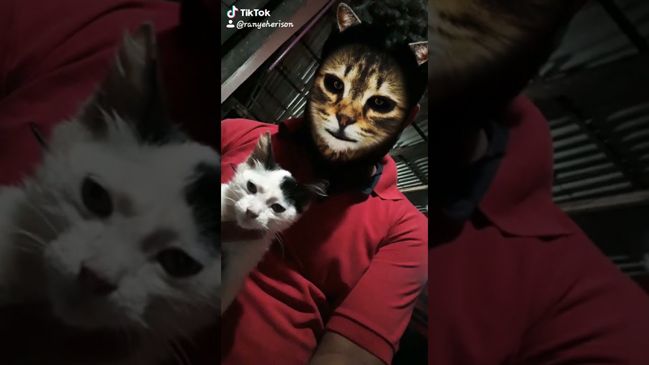 Eu acho que vi um Gatinho YouTube Eu acho que vi um Gatinho YouTube