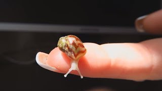 Самые маленькие и самые ручные ахатины ретикулята альбино Самые маленькие и самые ручные ахатины ретикулята альбино