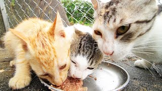 Kittens desperately eat food