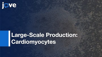 Cardiomyocytes From Human Pluripotent Stem Cells Via Small Molecule-Based Differentiation Protocol