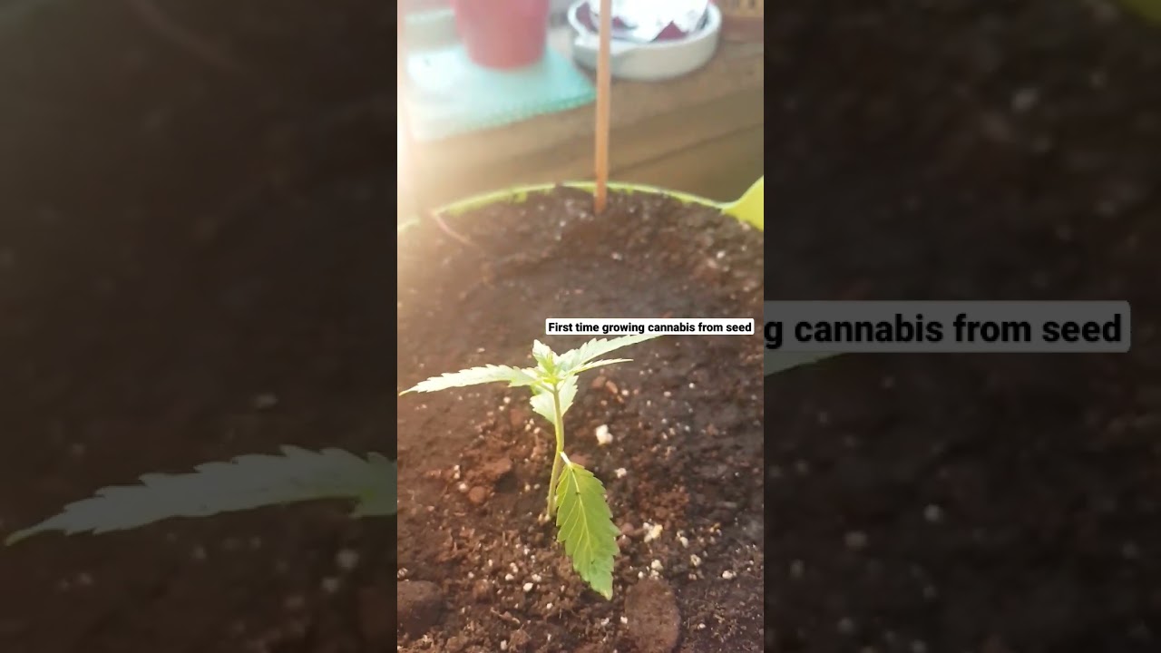 growing cannabis from seed