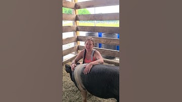 Saying goodbye to two of the pigs!