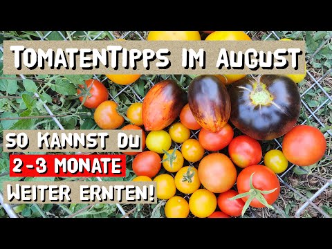 Video: Tomatenpflege Im August