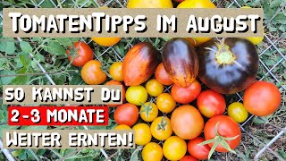 Tomaten im August - Tomaten vor Hitze schützen - Pflegetipps für eine lange Ernte