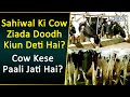 A Cattle Dairy Farm In Sahiwal | Holstein Friesian Cattle – The Breed That Gives The Most Milk