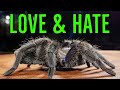 Top 5 Things I LOVE &amp; HATE About Tarantulas!