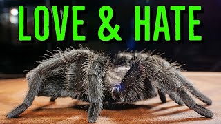 Top 5 Things I LOVE & HATE About Tarantulas!