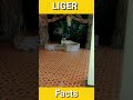 Liger Facts, Sriracha Zoo, Mix Breed of Male Lion &amp; Female Tiger #shorts