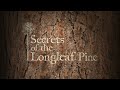 Secrets of the Longleaf Pine