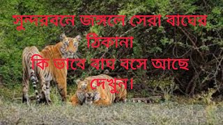 লাইভ রেকর্ড করা বাঘ দেখলাম আজ  বাঘ  হরিন ভাইরাল_ভিডিও river সুন্দর