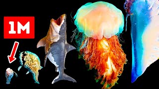 메갈로돈보다 더 큰 위험한 바다 생물들