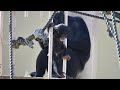 【東山動植物園公式】よつば生後丸６ヶ月《 チンパンジー 》