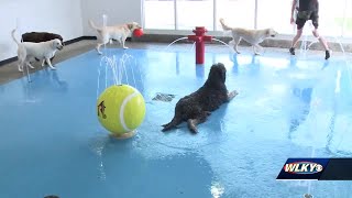 'Country club' for dogs opens second Louisville location